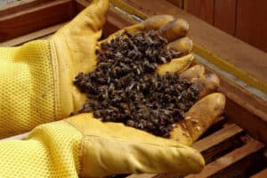 Cómo prevenir enfermedades en las abejas y mantener colmenas saludables