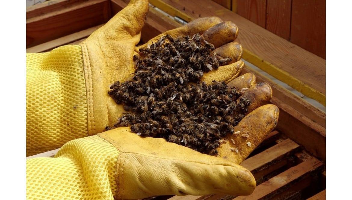 como prevenir enfermedades en las abejas y mantener colmenas saludables