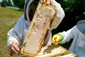 Cómo recolectar y procesar miel de forma segura y eficiente