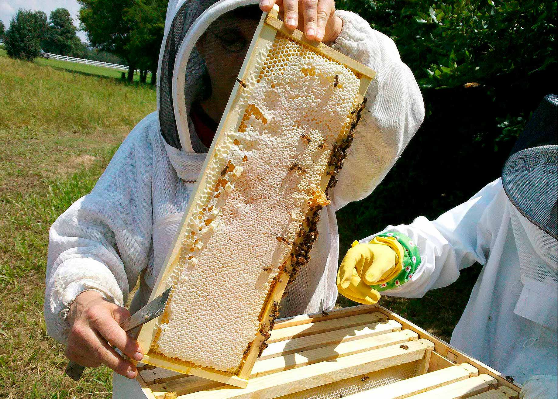 como recolectar y procesar miel de forma segura y eficiente