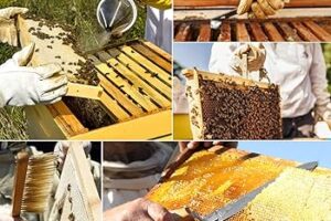 Equipos básicos para apicultura: qué necesitas para empezar tu primer apiario