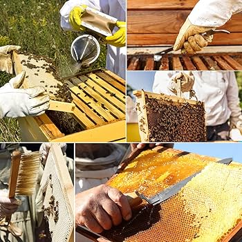 equipos basicos para apicultura que necesitas para empezar tu primer apiario