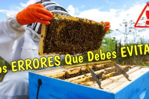 Errores comunes que debes evitar al comenzar en la apicultura