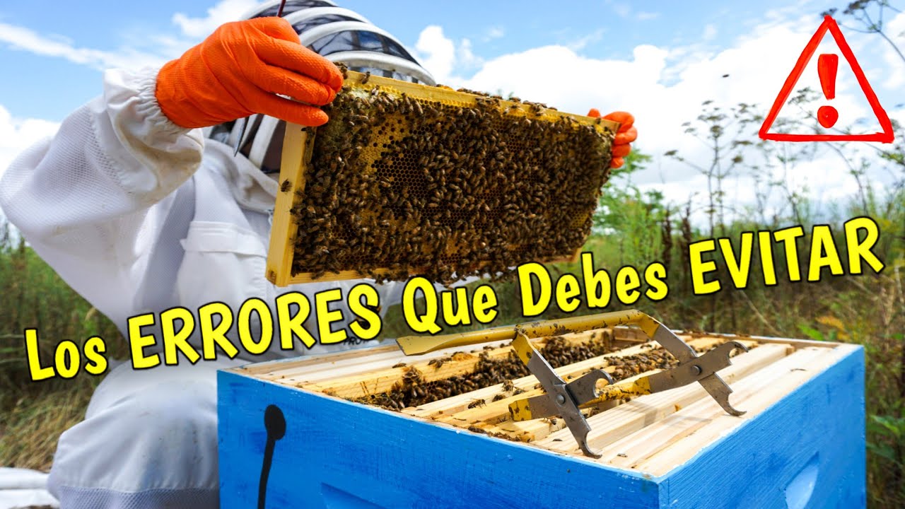 Errores comunes que debes evitar al comenzar en la apicultura 1 errores comunes que debes evitar al comenzar en la apicultura 1